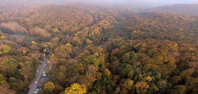 İstanbul ormanlarında 315 kaçak yapı yıkılacak
