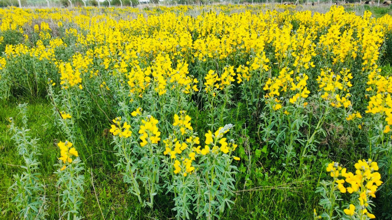 Dünyada eşi benzeri yok! Koparmanın cezası 244 bin 315 lira