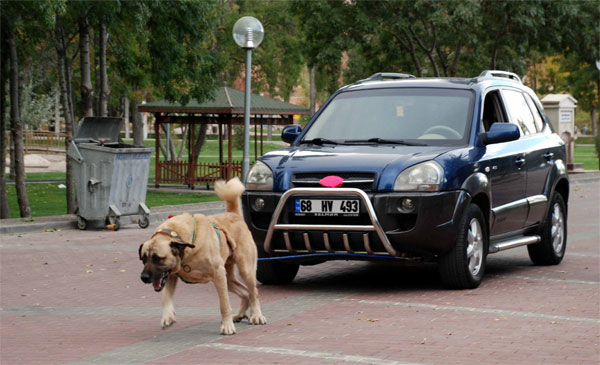 'Anadolu Aslanı'1,5 tonluk aracı çekti