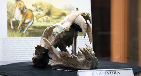 Eşsiz kılıç dişli kaplan fosili