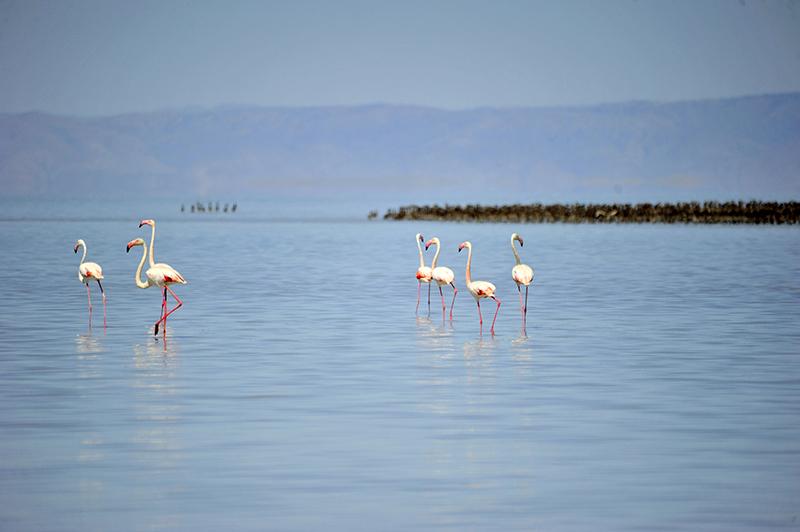 Розовое молоко фламинго. Фламинго сарыкамышское озеро. Враги фламинго. Фламинго невинномысск. Фламинго ареал.