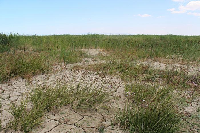 Beyşehir Gölü'nde tehlike çanları