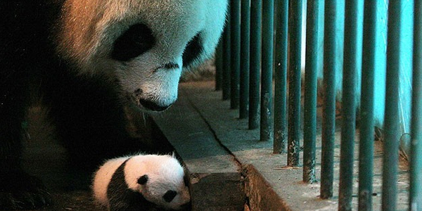 Çin’de üçüz panda mucizesi