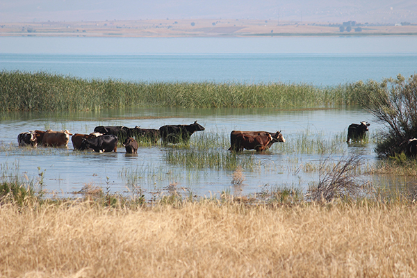 Beyşehir’de inek sürülerinin ’’göl banyosu’’
