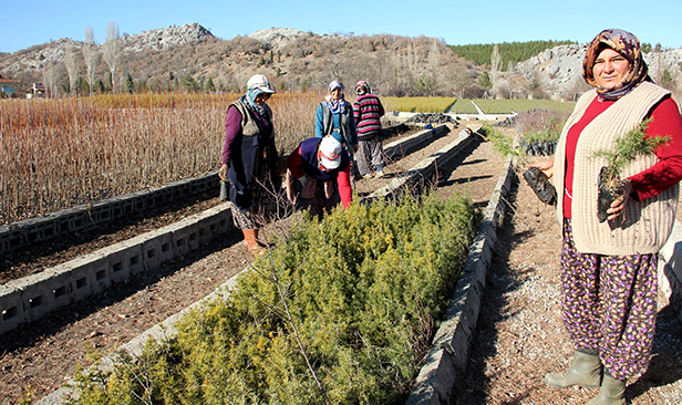 Seydişehir Orman Fidanlığı'nda sedir tohumu ekimi