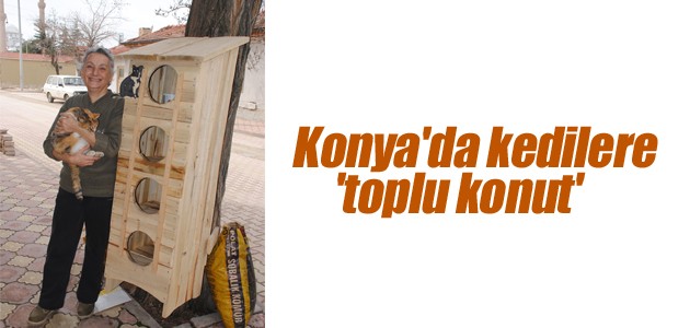 Konya'da kedilere 'toplu konut'