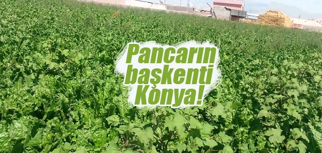 Pancarın başkenti Konya!