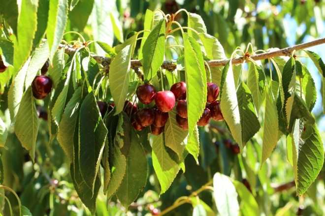 Avrupa ve Ortadoğu'ya Hadim kirazı	