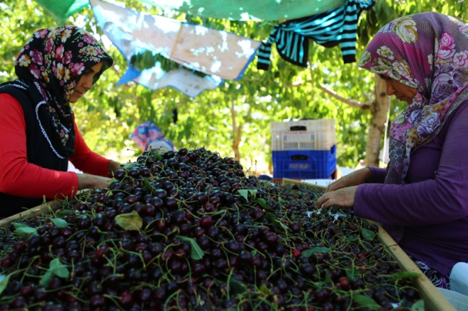 Avrupa ve Ortadoğu'ya Hadim kirazı	