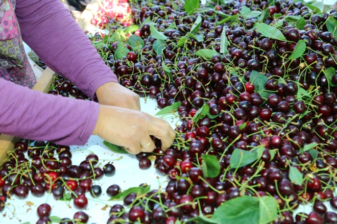 Avrupa ve Ortadoğu'ya Hadim kirazı	