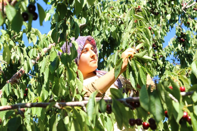 Avrupa ve Ortadoğu'ya Hadim kirazı	