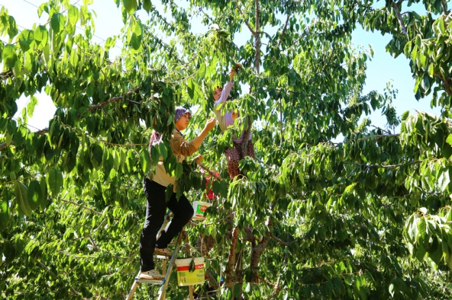 Avrupa ve Ortadoğu'ya Hadim kirazı	