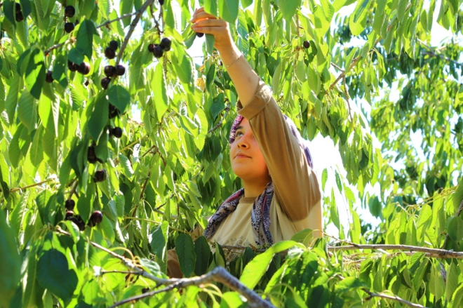 Avrupa ve Ortadoğu'ya Hadim kirazı	