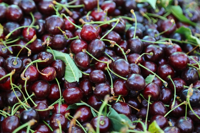 Avrupa ve Ortadoğu'ya Hadim kirazı	