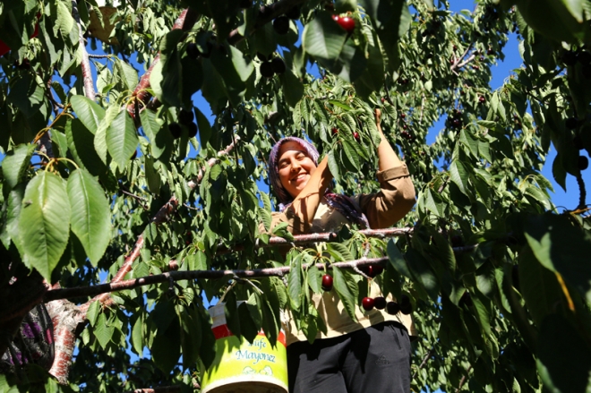 Avrupa ve Ortadoğu'ya Hadim kirazı	