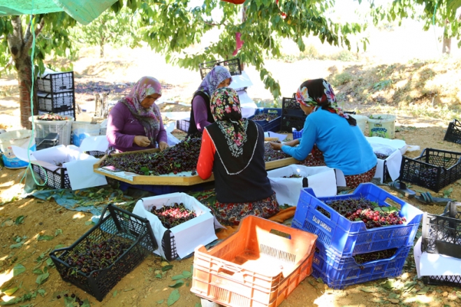 Avrupa ve Ortadoğu'ya Hadim kirazı	