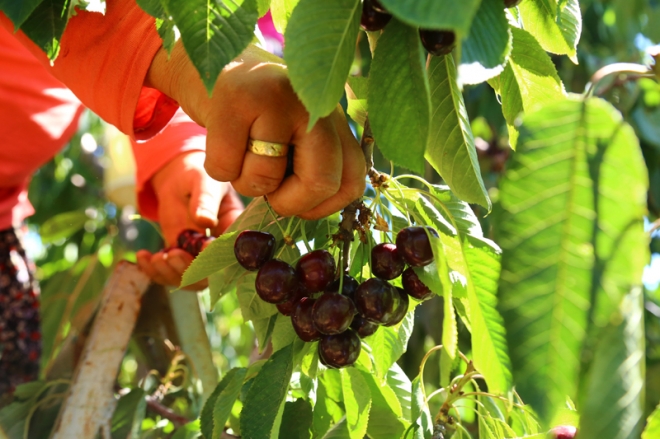 Avrupa ve Ortadoğu'ya Hadim kirazı	