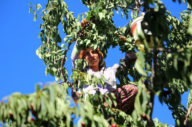 Avrupa ve Ortadoğu'ya Hadim kirazı	