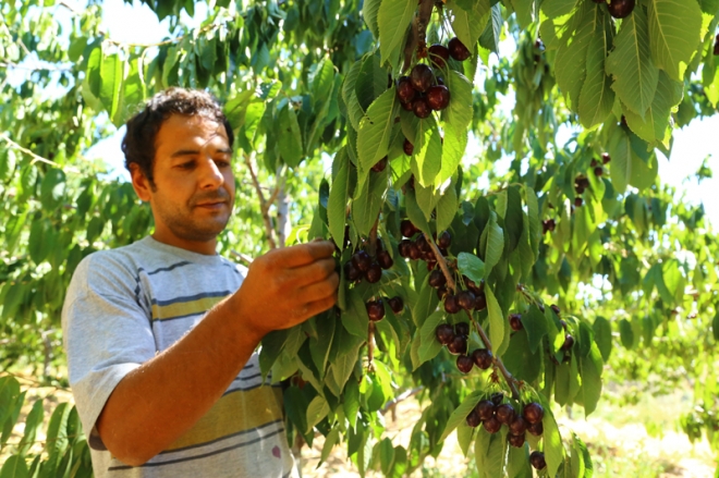 Avrupa ve Ortadoğu'ya Hadim kirazı	