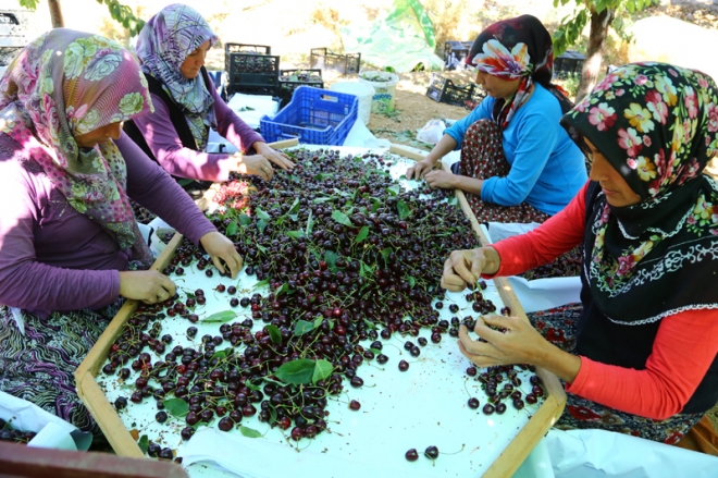 Avrupa ve Ortadoğu'ya Hadim kirazı	