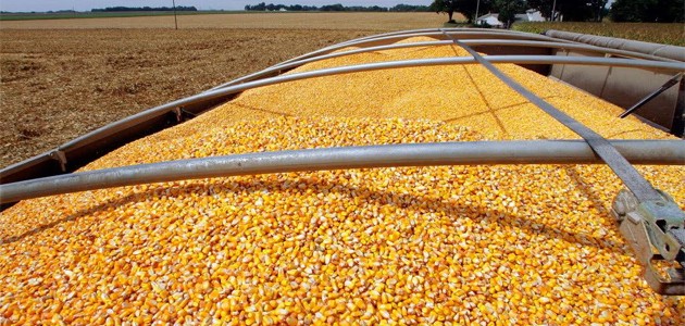 Konya'nın buğdaydan sonra ikinci harmanı mısır...