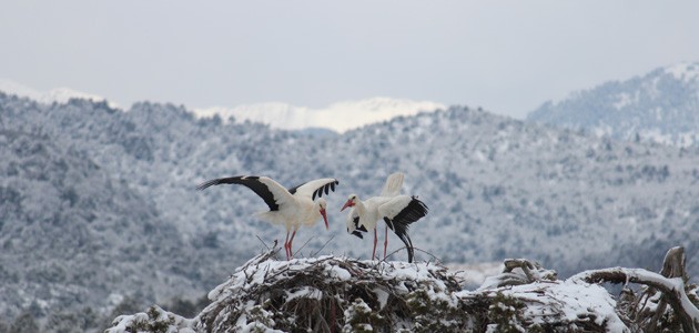 Beyşehir Gölü Milli Parkı'ndaki Leylekler Vadisi dünyaya tanıtılacak