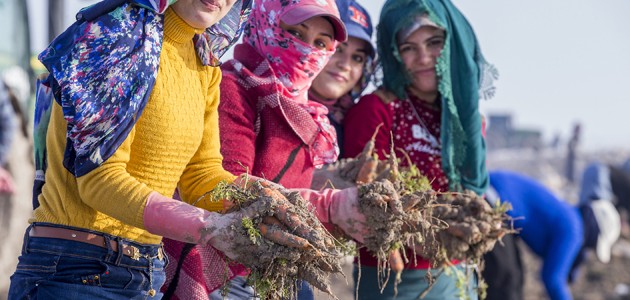 Türkiye havucuna Kaşınhanı damgası