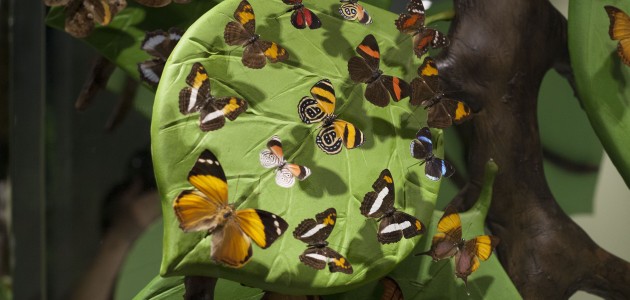 Konya'da "tropikal" bahçe!