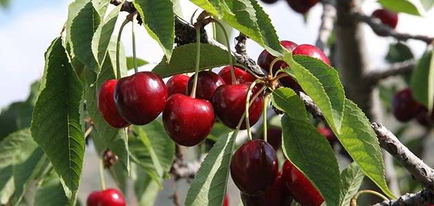 Hadim'de kiraz hasadı başladı