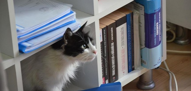 Belediyenin kapılarını kedilere açtılar