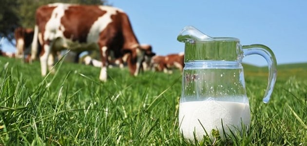 Toplanan inek sütü miktarı ekimde arttı