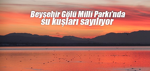 Beyşehir Gölü Milli Parkı’nda su kuşları sayılıyor