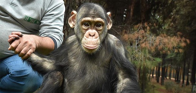 Şempanze Can’a ’özel aile terapisi’