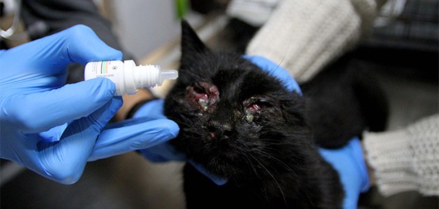 Kayseri’de göz kapakları yakılmış kedi bulundu