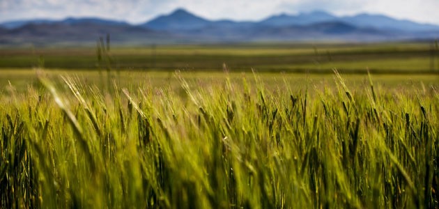 UHK’nın hububat raporu açıklandı! Buğday üretimi için neler yapılmalı?