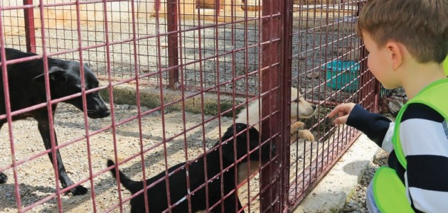 Seydişehir’de sokak hayvanlarına barınak