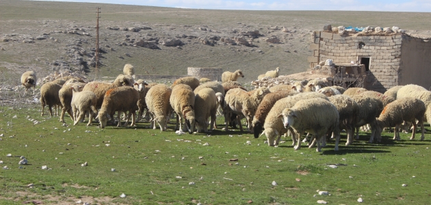 Koyunlar meralarda otlatılmaya başlandı