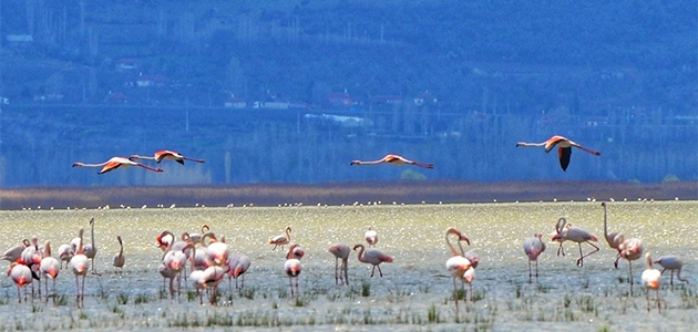 Akşehir Gölüne flamingo akını