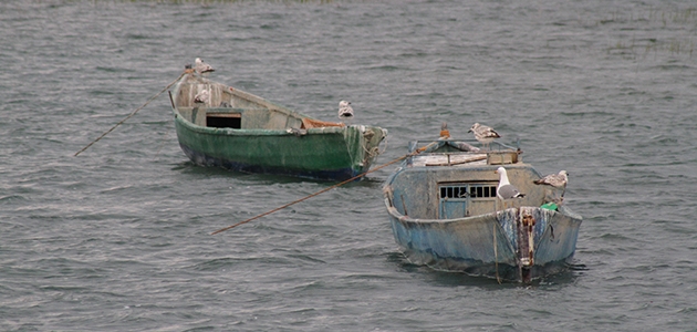 Beyşehir Gölü’nde martıların balık avı