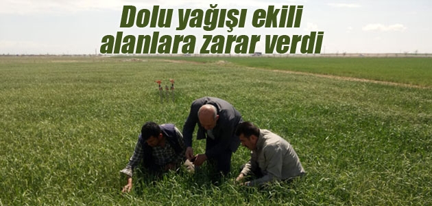 Konya’da dolu yağışı ekili alanlara zarar verdi