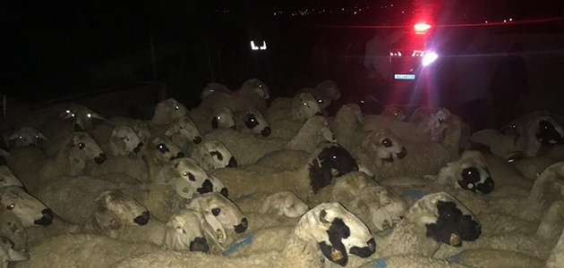 Kaybolan koyun sürüsünü jandarma buldu
