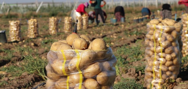 Pakdemirli: Türkiye, patates üretiminde dünyada ilk 10’da