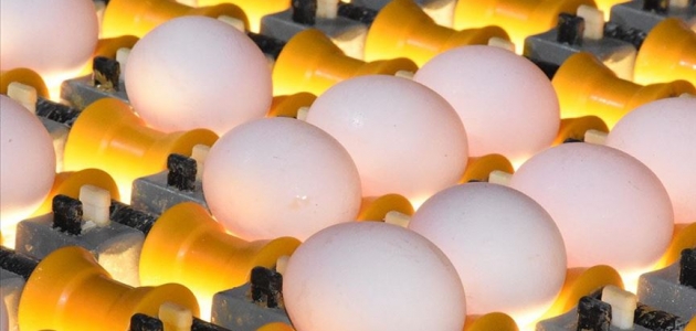 Yumurta sektörü Irak’ın ithalat yasağının kalkmasını bekliyor