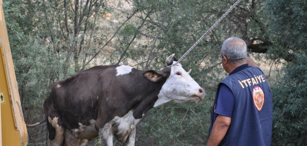 Konya’da sulama kanalına düşen inek kurtarıldı