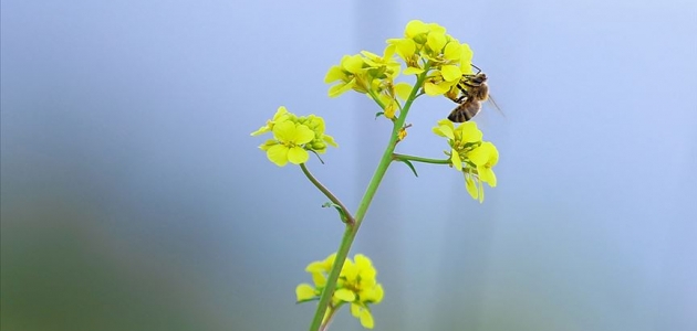 Manisa’da arıların soktuğu kadın hayatını kaybetti