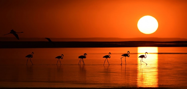 Tuz Gölü’nde yavru flamingo şöleni
