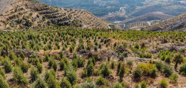 BOTAŞ 1 milyon 200 bin metrekarelik alanı ağaçlandıracak