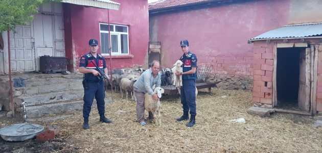 Konya’da kaybolan koyunları jandarma buldu