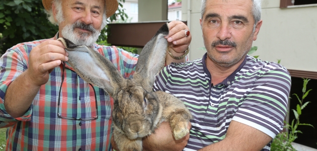 12 kiloluk tavşan ilgi odağı oldu