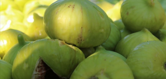 Aydın’da sezonun ilk inciri hasat edildi